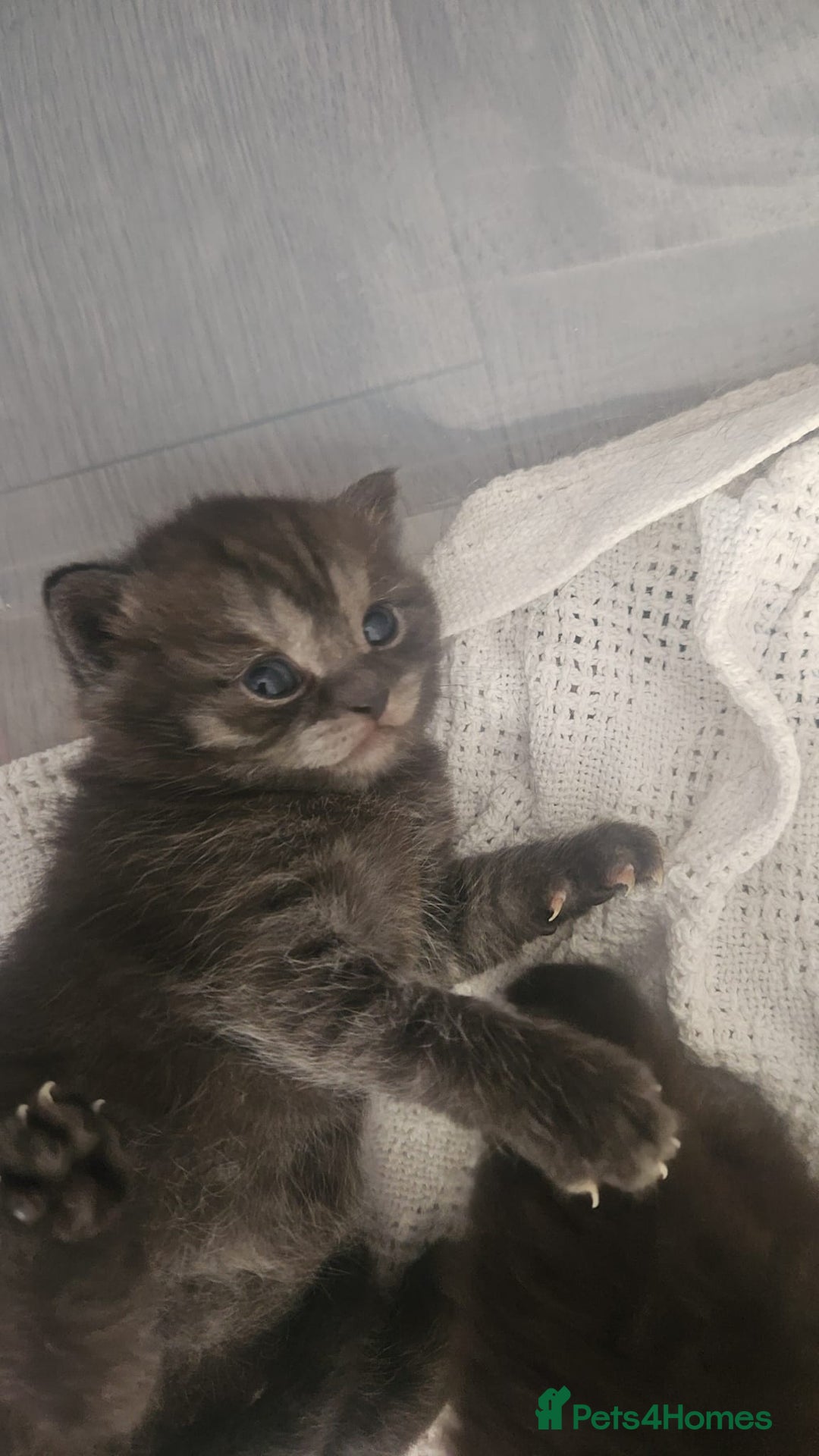 British Shorthair cats for sale: 2x british short hair kittens for sale - Image 6