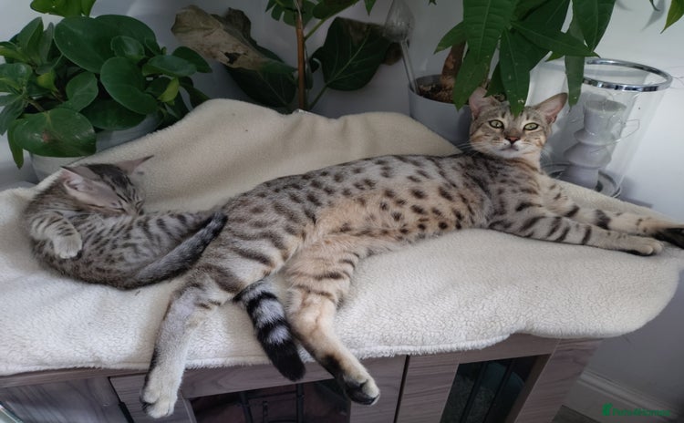 Bengal cats - Advert 4