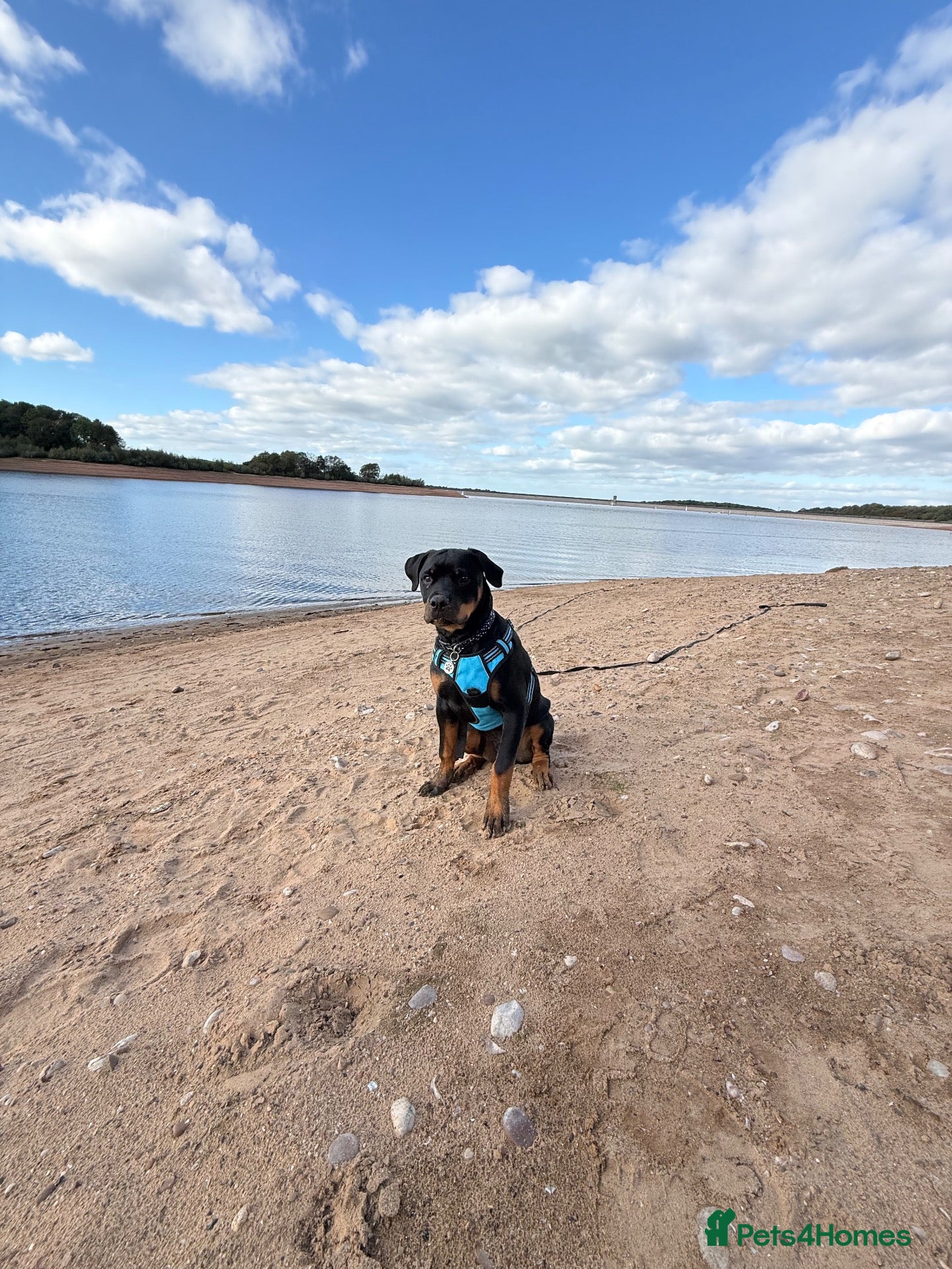 Rottweiler dogs Rottweiler male 6month old - Advert 1