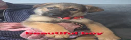 Mixed Breed dogs for sale: GERMAN SHEAPARD X ALASKAN MALAMUTE - Advert 9