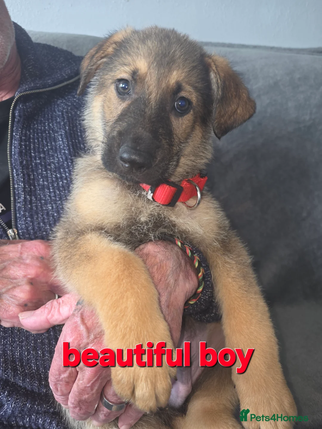 Mixed Breed dogs for sale: GERMAN SHEAPARD X ALASKAN MALAMUTE - Advert 9