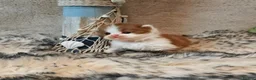 British Longhair cats for sale: Cinnamon & fawn bi colour longhair BLH  - Advert 3