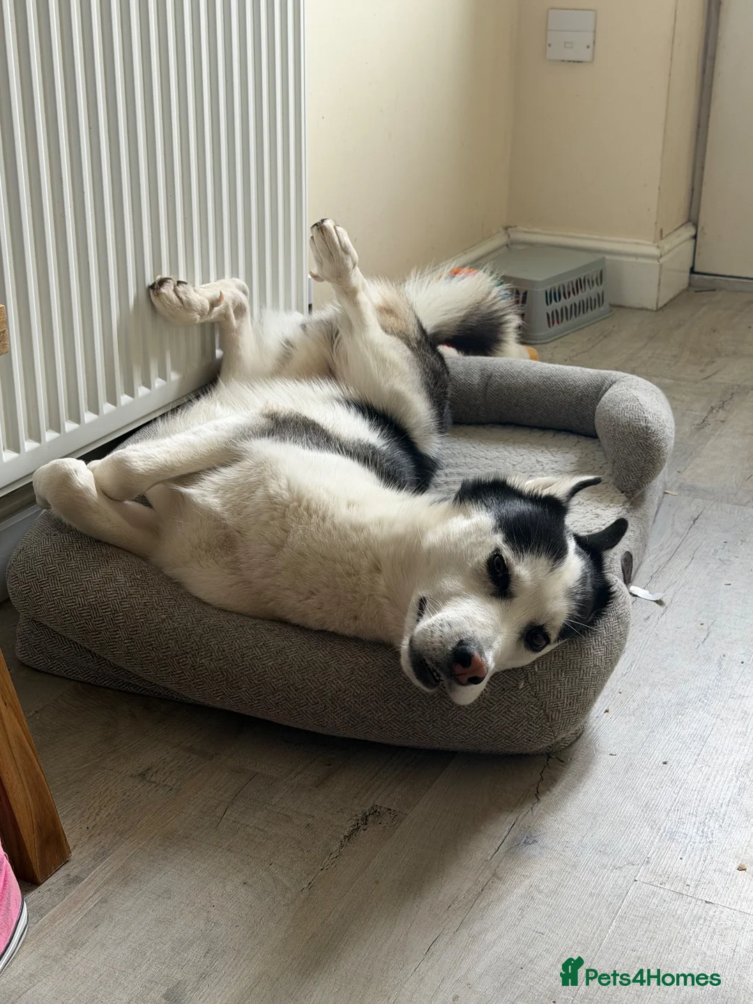 Siberian Husky dogs for sale: 3 year old husky requires new home  in Mansfield - Advert 6