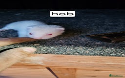 Ferret rodents for sale: Gill and hobs kit for sale  - Image 12