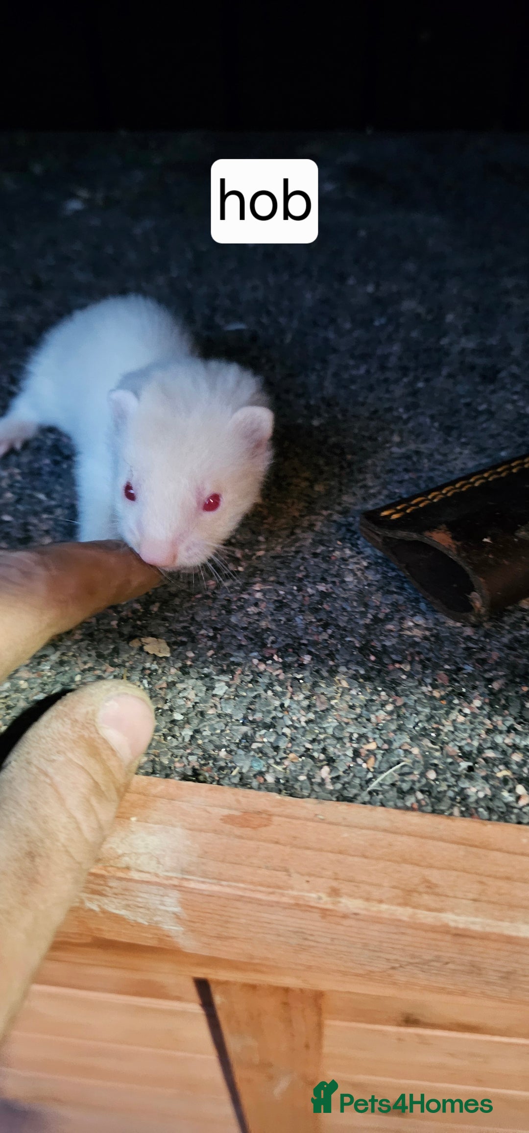 Ferret rodents for sale: Gill and hobs kit for sale  - Image 12