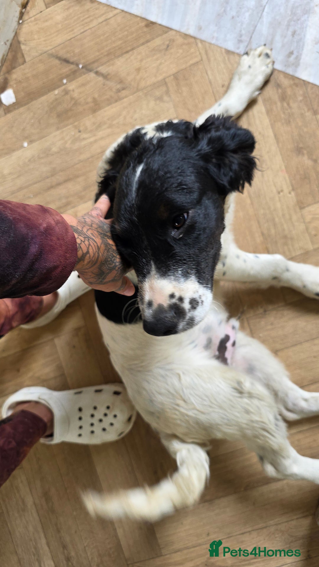 Sprocker dogs for sale: 2 beautiful boys left! 🥰 - Image 3