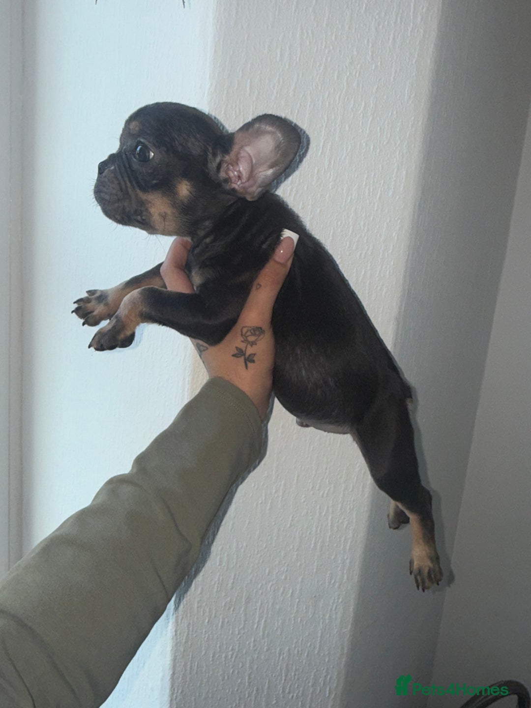 French Bulldog dogs for sale: Beautiful litter of French bulldog puppies  - Image 11