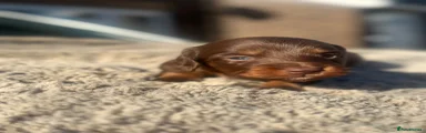 Miniature Dachshund Puppy 3