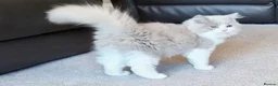 British Longhair cats for sale: Amazing loving boy  - Advert 20