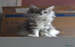 Maine Coon cats for sale: Tica Registered Maine Coon boy & girl *ready now* - Image 18