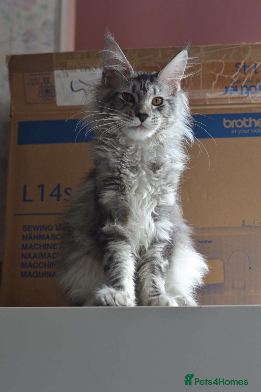 Maine Coon cats for sale: Tica Registered Maine Coon boy & girl *ready now* - Image 18
