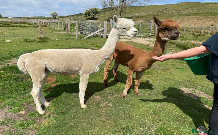 Alpaca livestock - Advert 1
