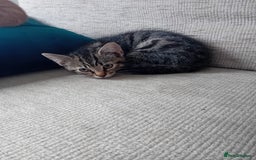 Mixed Breed cats for sale: Domestic Shorthair Kittens - Image 8