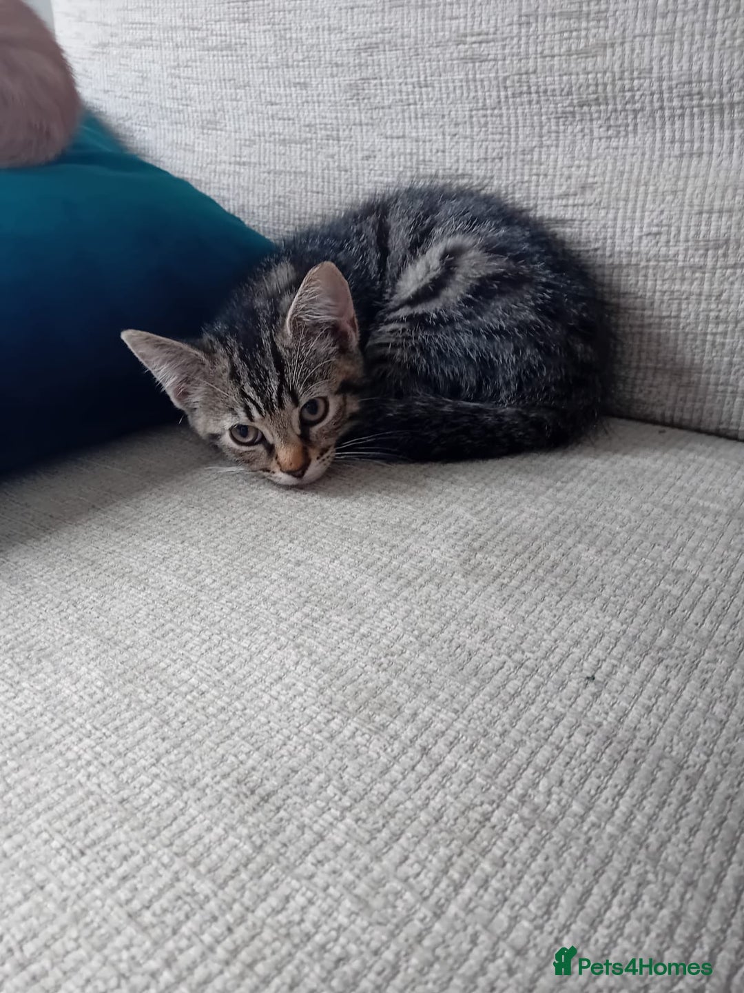 Mixed Breed cats for sale: Domestic Shorthair Kittens - Image 8