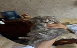 Persian cats for sale: Himalayan Persians - Image 21