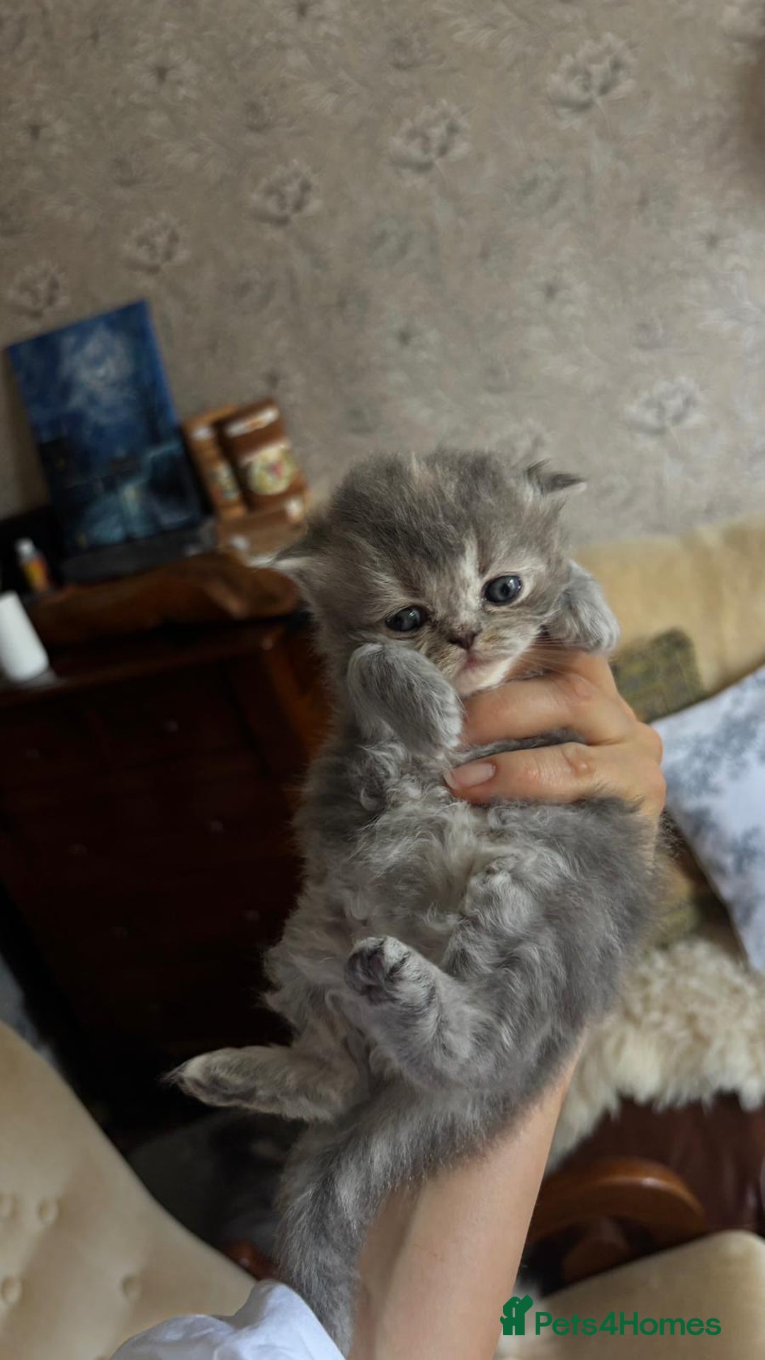 Persian cats for sale: Himalayan Persians - Image 21