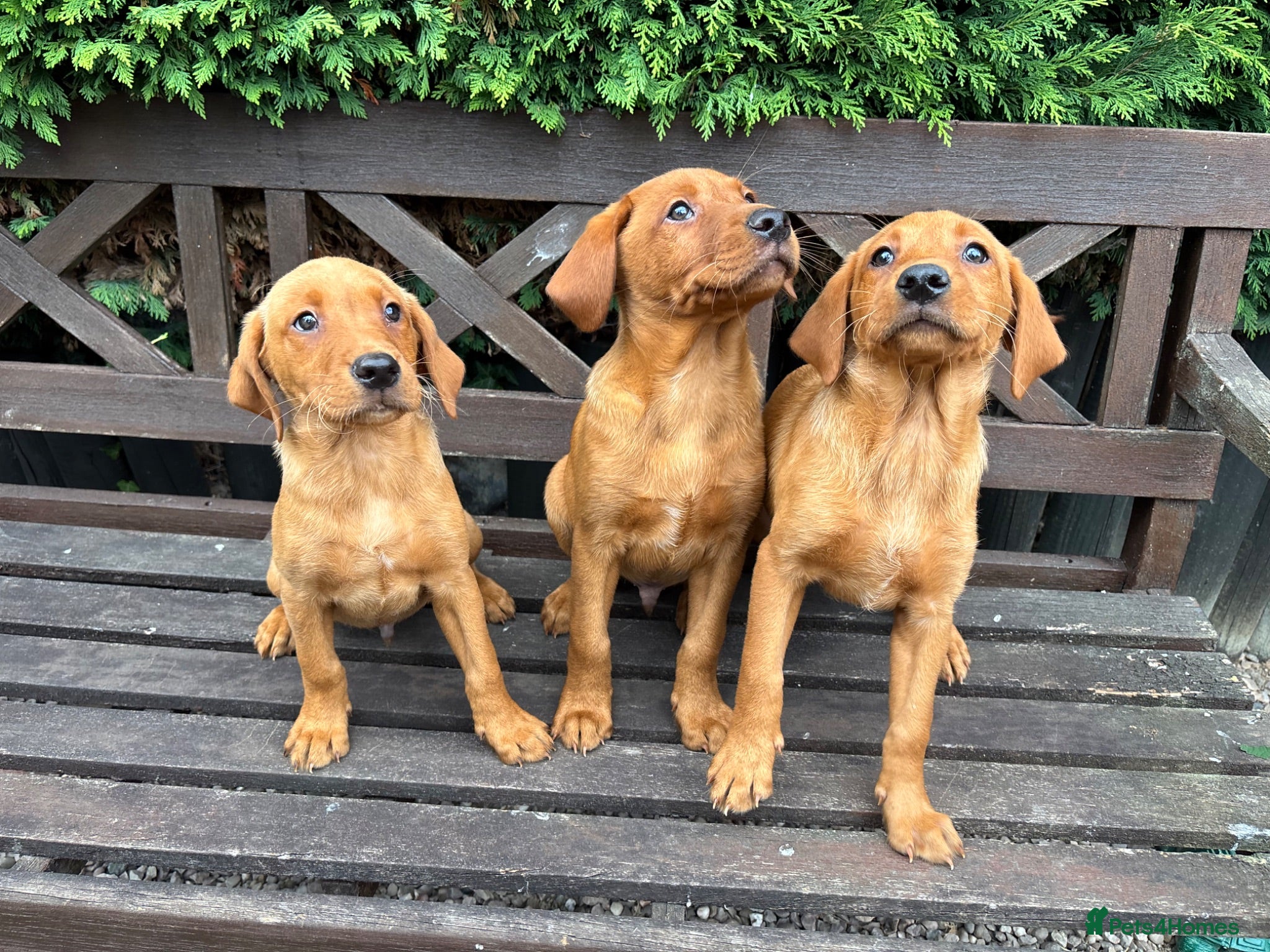Labrador Retriever dogs KC Registered Fox red Labrador puppies - Advert 2