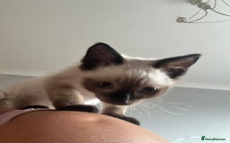 Ragdoll cats for sale: Two beautiful playful ragdolls ready now - Image 8