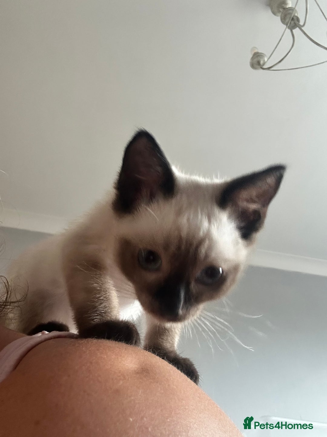 Ragdoll cats for sale: Two beautiful playful ragdolls ready now - Image 8
