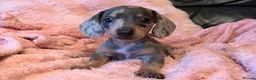 Miniature Dachshund dogs for sale: Beautiful miniature dachshund puppies  - Advert 18
