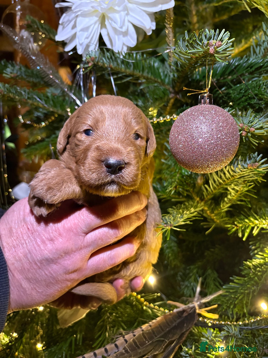 Labradoodle dogs for sale: Pick of the litter Girl Labradoodle remaining - Advert 7