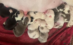 English Bulldog dogs for sale: 🌟 health tested parents 🌟 - Image 37