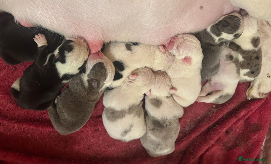 English Bulldog dogs for sale: 🌟 health tested parents 🌟 - Image 37