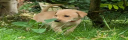 Labrador Retriever dogs for sale: Golden Yellow Lab pups in York - Advert 4