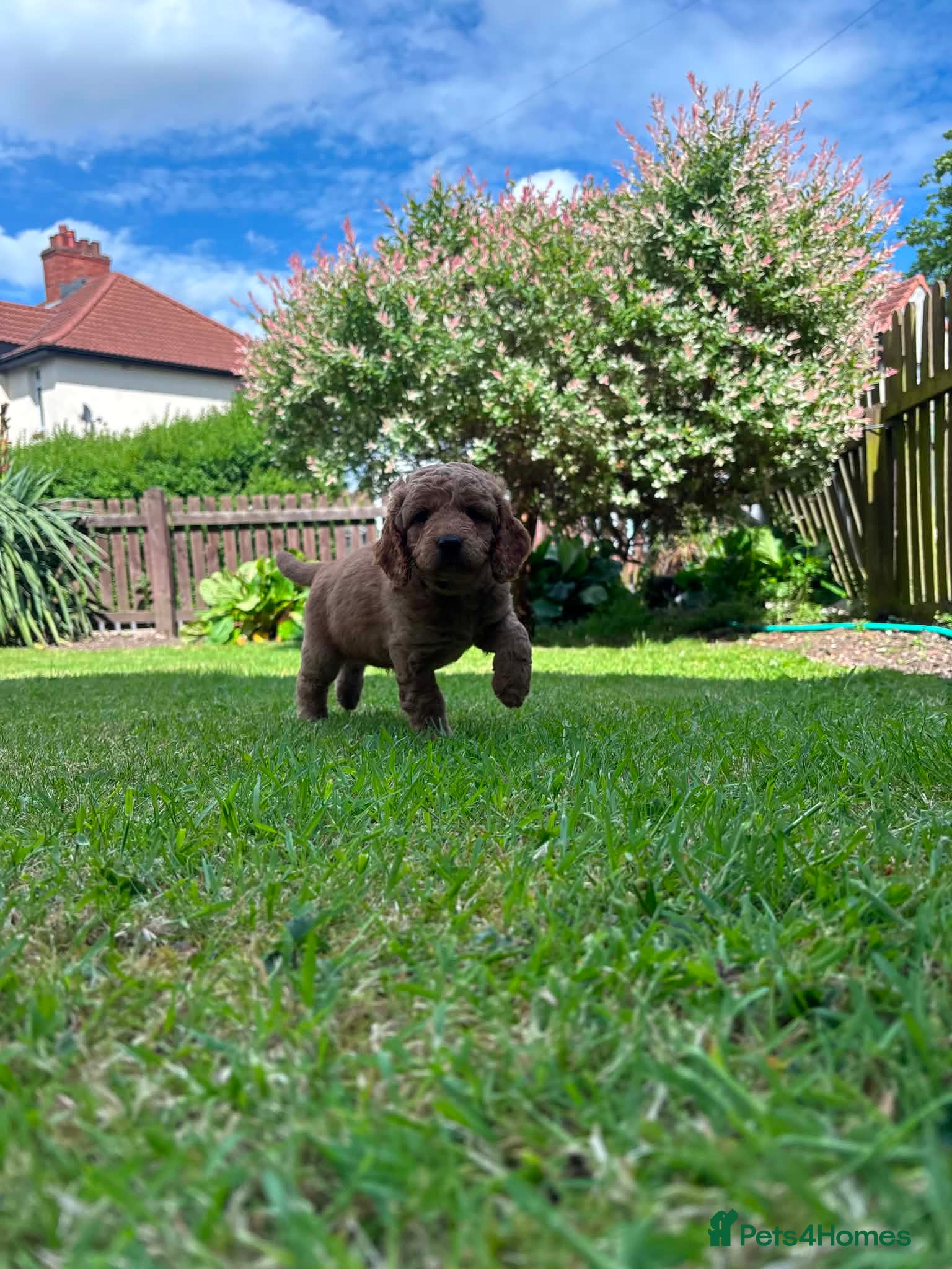 Cockapoo dogs for sale: Cockapoo - Advert 7