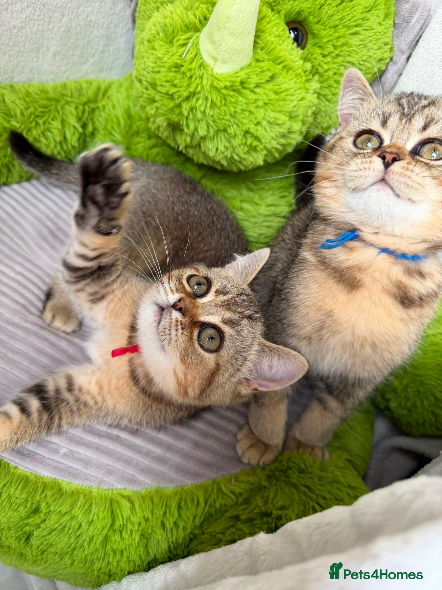British Shorthair cats British shorthair golden adorable TICA - Advert 1
