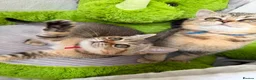 British Shorthair cats for sale: British shorthair golden adorable TICA - Advert 1