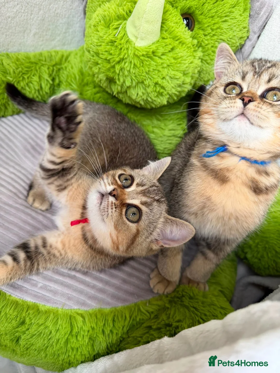 British Shorthair cats for sale: British shorthair golden adorable TICA - Advert 1