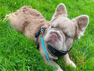 French Bulldog dogs Bozo Fluffy Rope - Advert 3