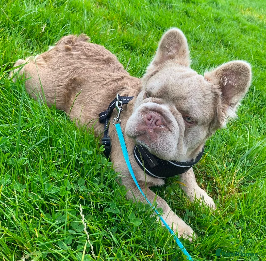 French Bulldog dogs for stud: Bozo Fluffy Rope  - Advert 1