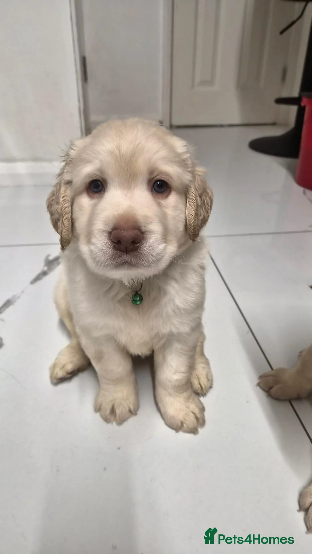 Labrador Retriever dogs for sale: 2 gorgeous labrador puppies  - Advert 1