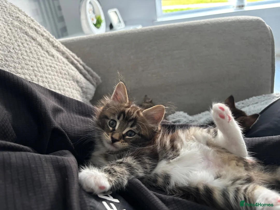 Mixed Breed cats for sale: Maine coon x bengal kittens - Advert 2