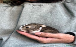Mini Lion Lop rabbits for sale: Mini lop x Lionhead  - Image 7