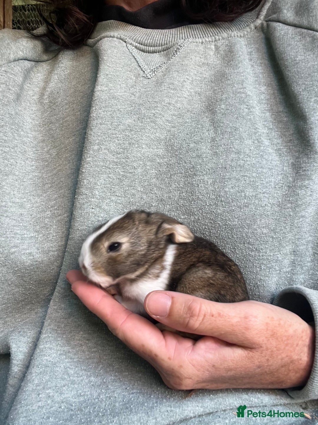 Mini Lion Lop rabbits for sale: Mini lop x Lionhead  - Image 7
