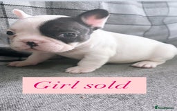 French Bulldog dogs for sale: French bulldog  - Image 2