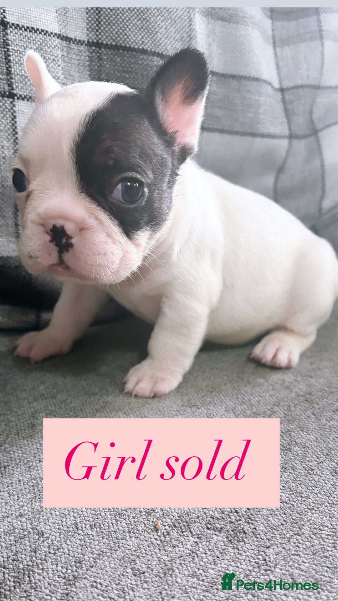 French Bulldog dogs for sale: French bulldog  - Image 2