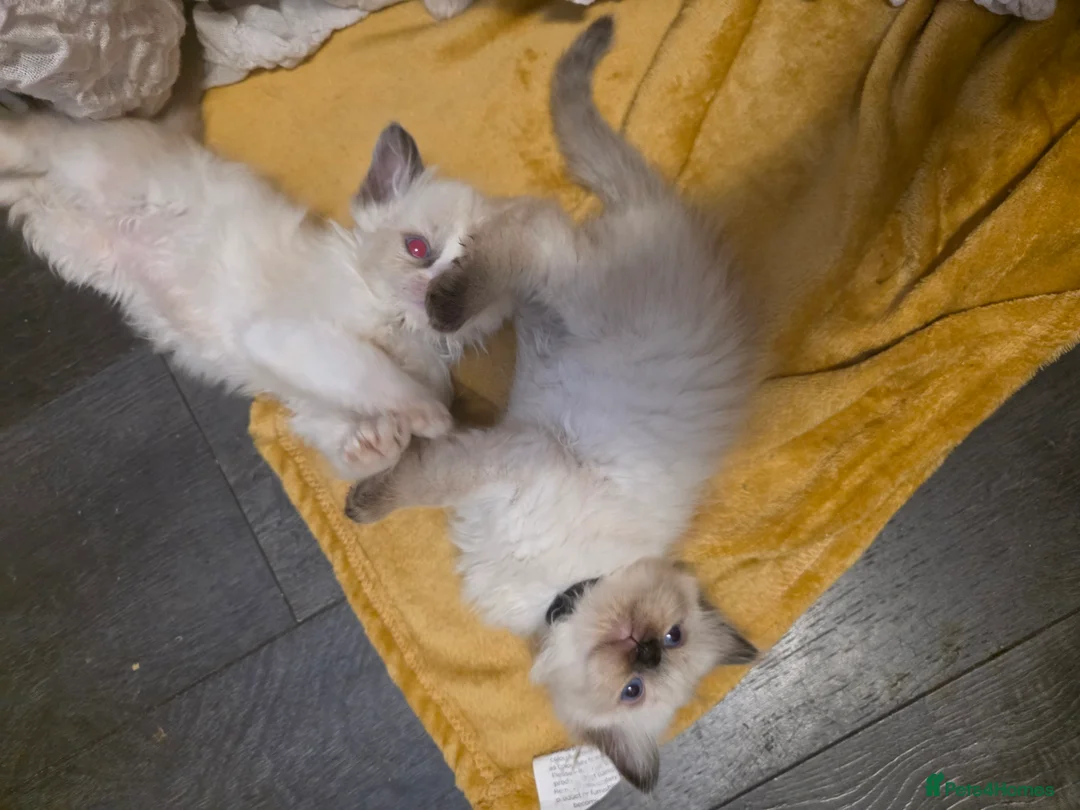 Ragdoll cats for sale: 🩵 6 Beautiful pure ragdolls 🩷 - Advert 2