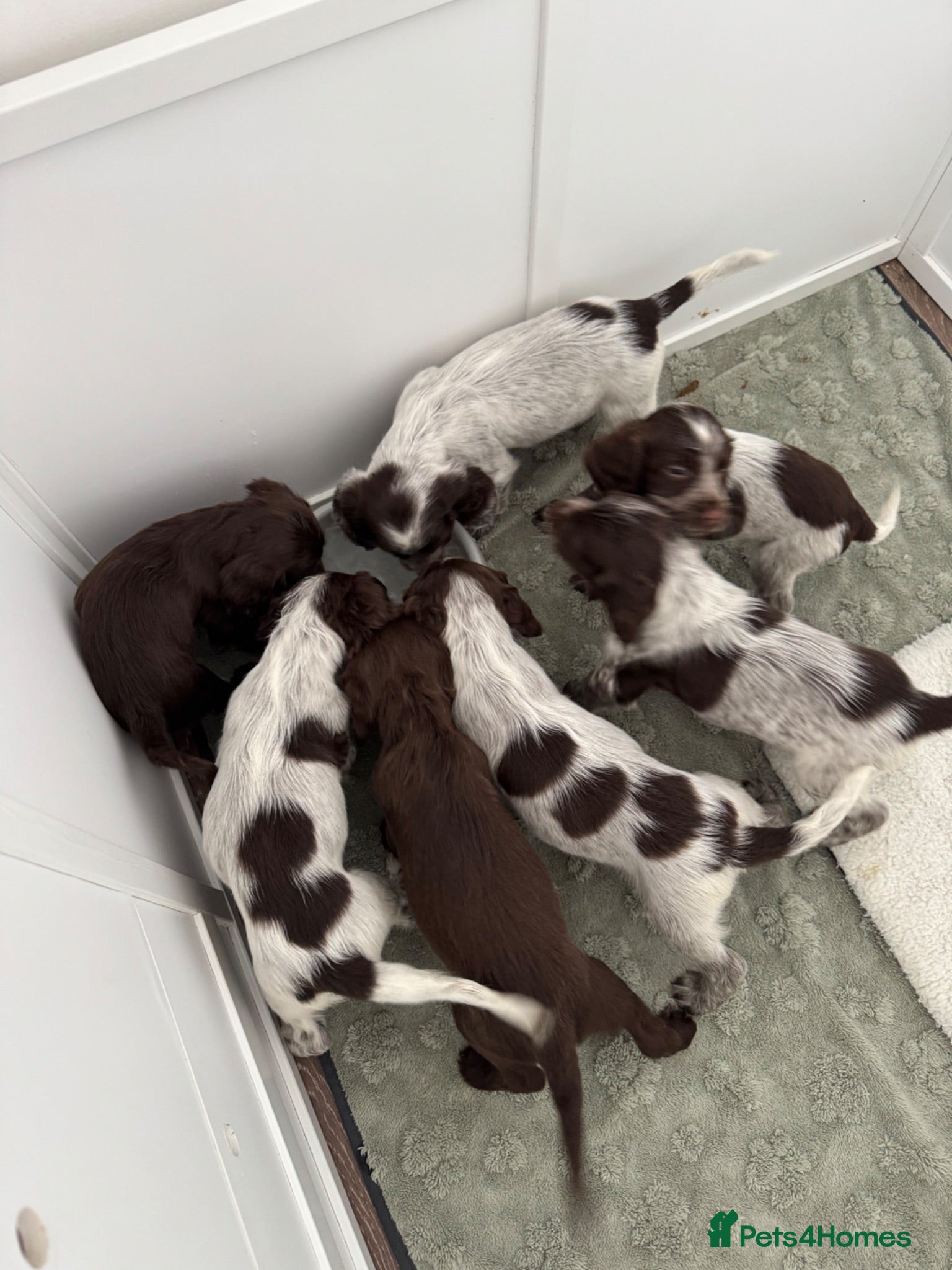 Cocker Spaniel dogs Cocker Spaniel Puppies available from Monday! - Advert 14