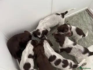 Cocker Spaniel dogs Cocker Spaniel Puppies available from Monday! - Advert 14