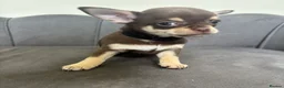 Chihuahua dogs for sale: Stunning KC Reg Chocolate Chihuahuas - Advert 22