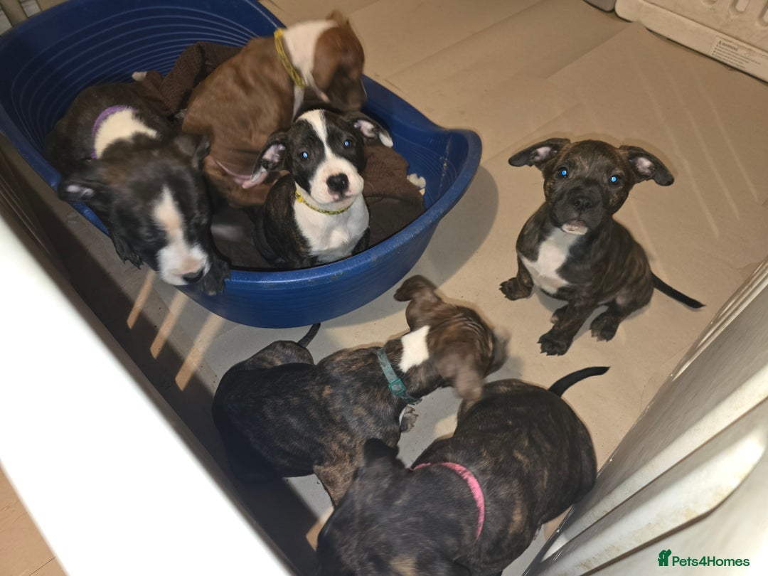 Mixed Breed dogs for sale: Bullmastiff x staff puppies - Image 1