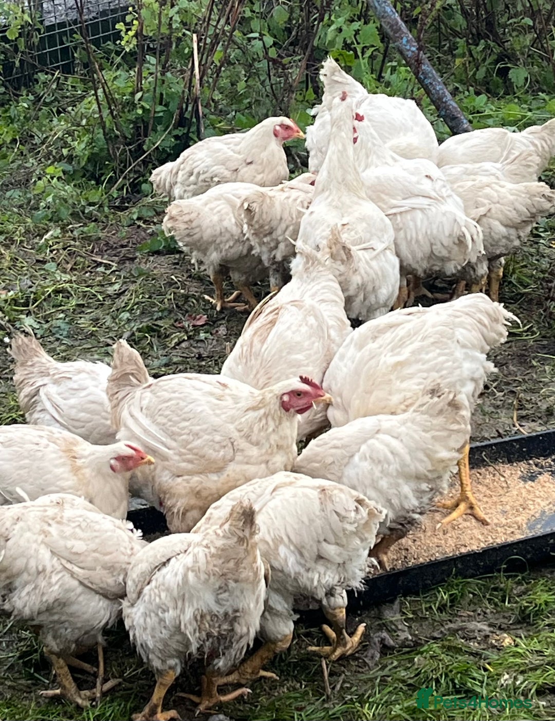 Chickens poultry for sale: Cornish Ross broiler chickens - Advert 2