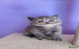 Scottish Fold cats for sale: Beautiful litter of Scottish fold  reservation 😍 - Image 3