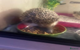 Pygmy Hedgehog rodents for sale: African Pygmy hedgehog and set up 8 months old  - Image 5