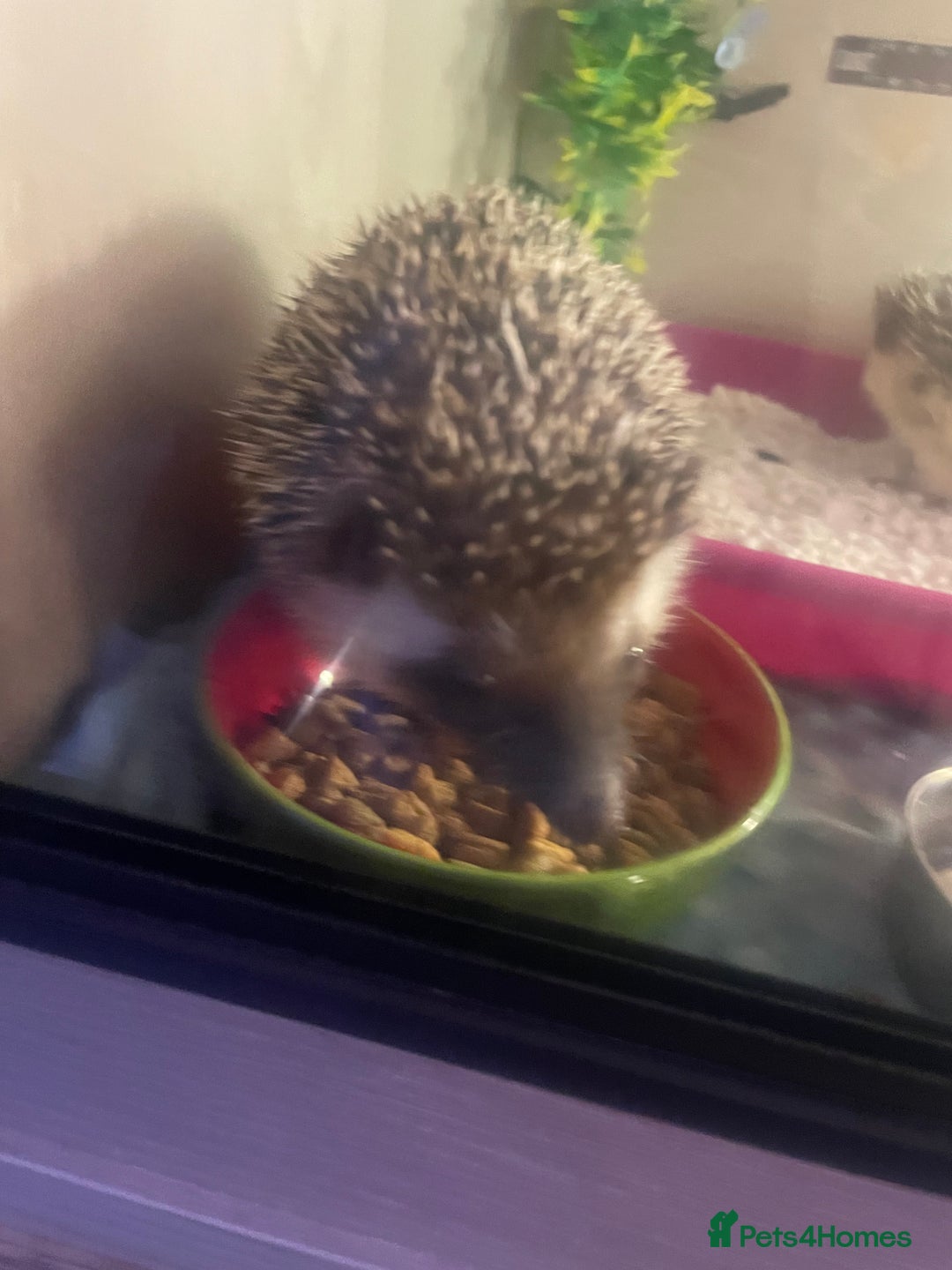 Pygmy Hedgehog rodents for sale: African Pygmy hedgehog and set up 8 months old  - Image 5