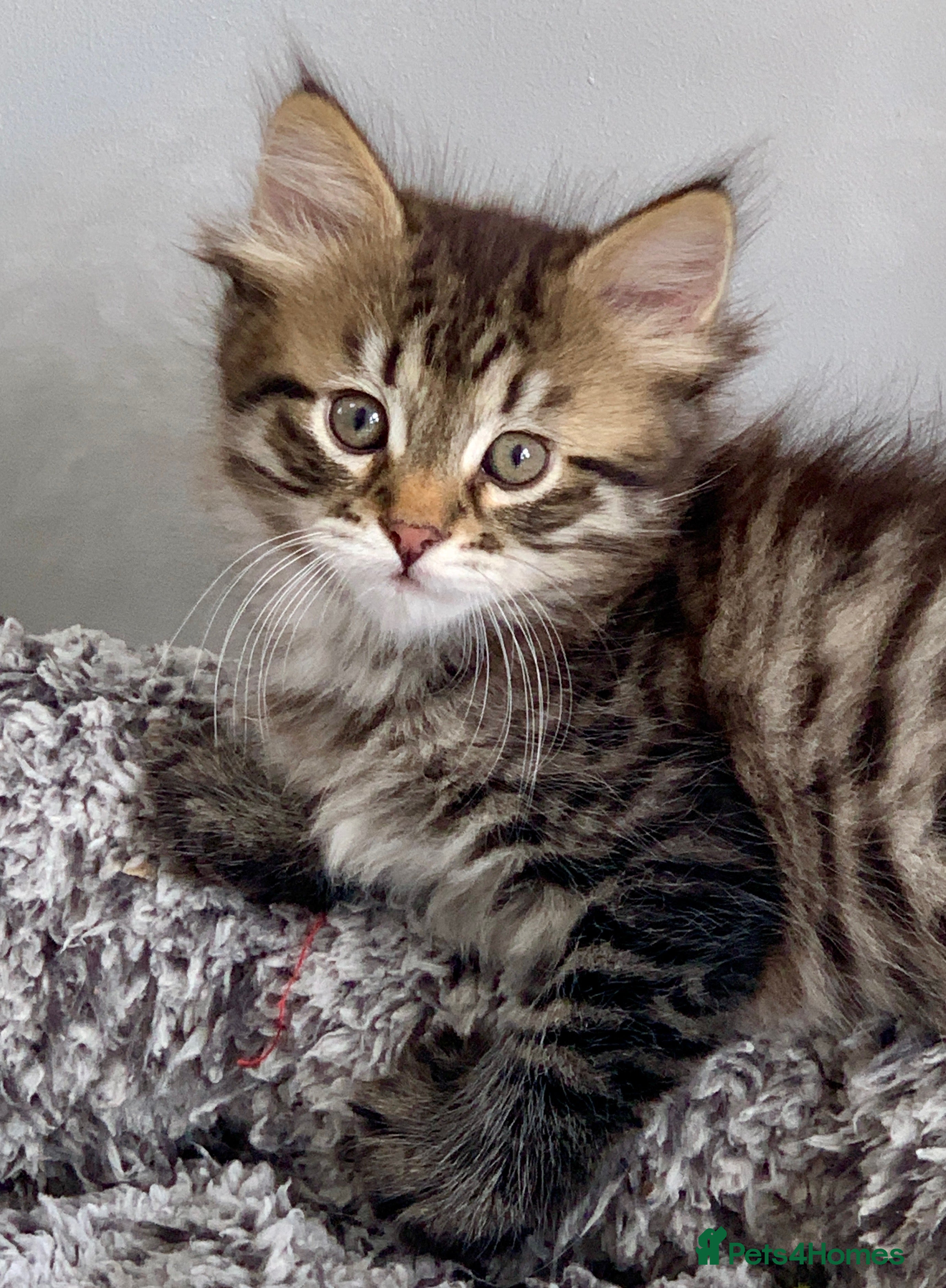 Siberian cats 2 gorgeous Registered Siberian Kittens - Advert 2